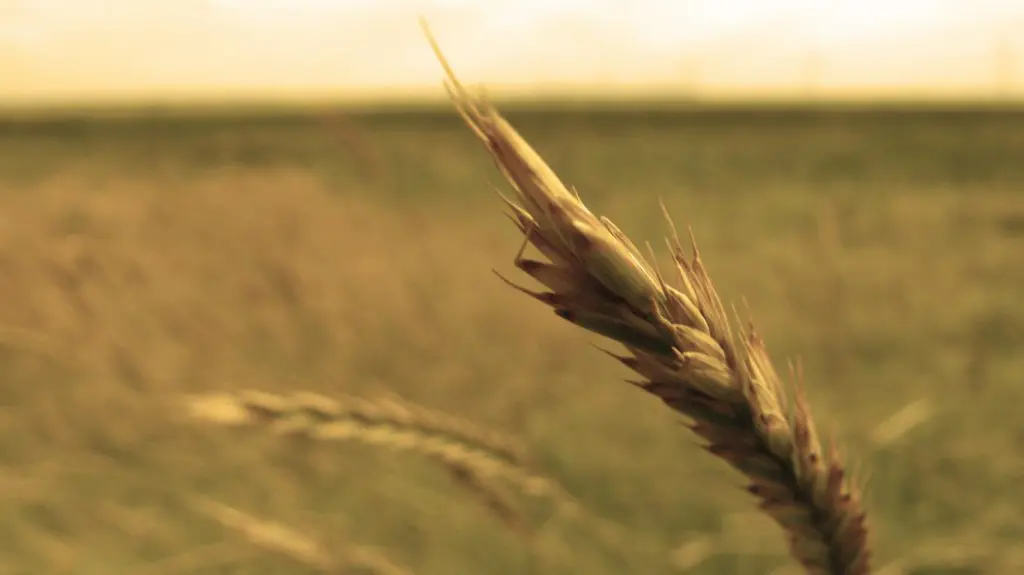 nature field