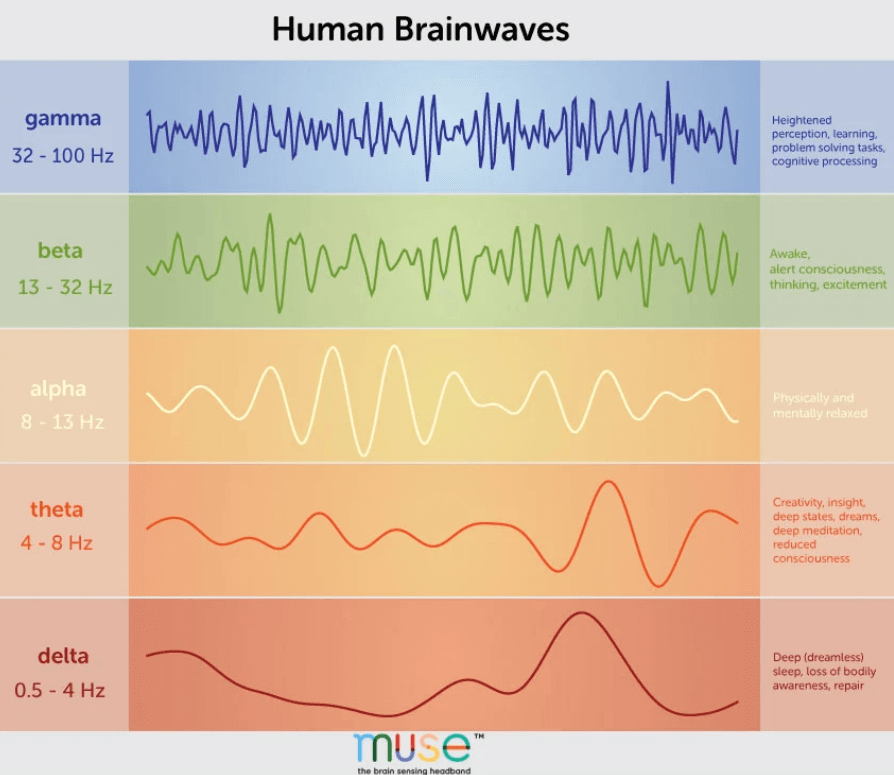 human brainwaves