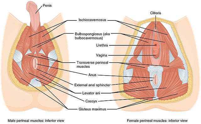 pelvic floor muscles
